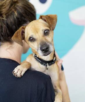 Judge -  Chihuahua Dog for Adoption in Pasadena, California - Judge | PetCurious