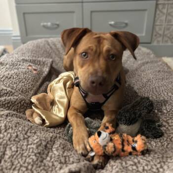 Mixed Breed Dogs Available for Adoption in San Francisco, California - Butterscotch | PetCurious