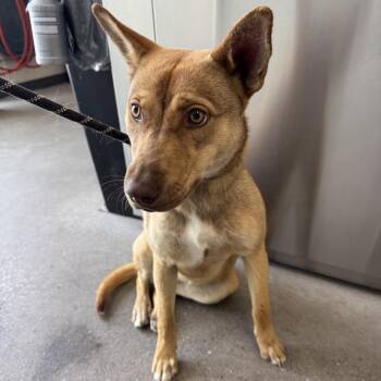Mixed Breed Dogs Available for Adoption in Las Cruces, New Mexico - Phoebe | PetCurious