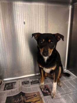 Jack Russell Terrier and Chihuahua Dogs Available for Adoption in Fayetteville, West Virginia - Slim Jim | PetCurious
