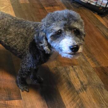 Poodle Dogs Available for Adoption - Henny | PetCurious