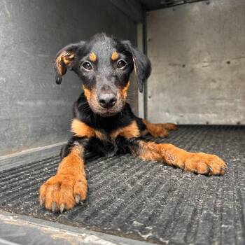 Junior -  Doberman Pinscher and Mixed Breed Dog Available for Adoption in Edinburg, Texas - Junior | PetCurious