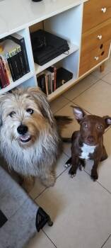 Rescue Mixed Breed Dogs for Adoption in Palm Desert, California - Abby | PetCurious