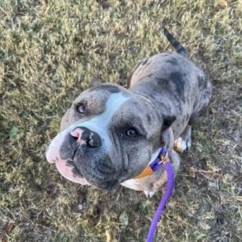 American Bully Dogs Available for Adoption - Destiny | PetCurious