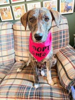 Rescue Plott Hound and Labrador Retriever Dogs for Adoption in Brockport, New York - Salem | PetCurious