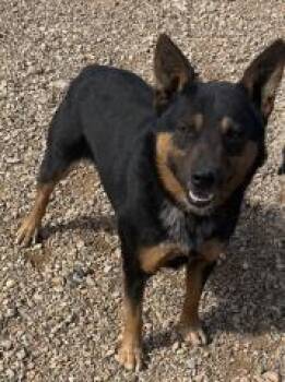 Australian Cattle Dog Blue Heeler Dogs Available for Adoption in Hot Springs, South Dakota - Cowboy | PetCurious