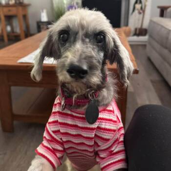Princess -  Shih Tzu Dog for Adoption in Phoenixville, Pennsylvania - Princess | PetCurious