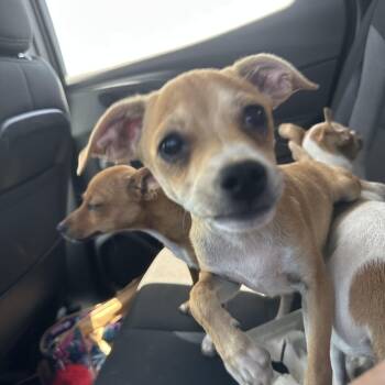 Smartie -  Mixed Breed Dog for Adoption in Lubbock, Texas - Smartie | PetCurious
