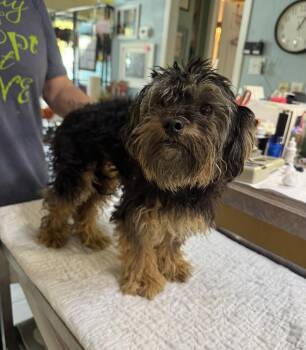 Stinkbug (NOT YET AVAILABLE) -  Yorkshire Terrier Dog for Adoption in Benton, Louisiana - Stinkbug (NOT YET AVAILABLE) | PetCurious