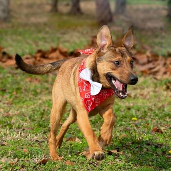 Lick Jagger -  Mountain Cur and Mixed Breed Dog for Adoption in Lake Jackson, Texas - Lick Jagger | PetCurious