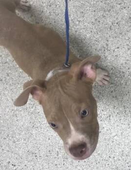 CRUMBLE -  Pit Bull Terrier and American Bulldog Dog for Adoption in Conroe, Texas - CRUMBLE | PetCurious