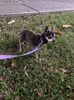 Rescue Chihuahua Dogs for Adoption in Gulfport, Mississippi - Pita | PetCurious