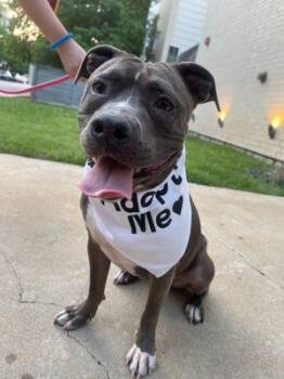 Rescue Pit Bull Terrier Dogs for Adoption in Eagle, Idaho - May **Courtesy Post. Out Of Town Pet. See Below For Details** | PetCurious