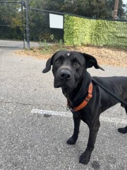 Rescue Mixed Breed Dogs for Adoption in Cincinnati, Ohio - Basilisk | PetCurious