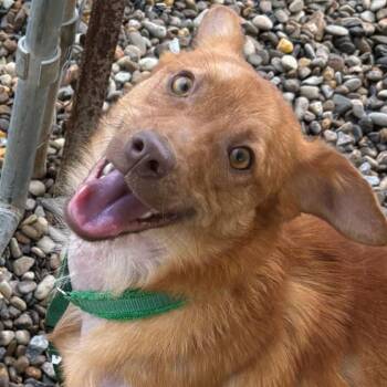 Mixed Breed Dogs Available for Adoption - Ted | PetCurious