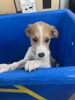 ACE -  Mixed Breed Dog for Adoption in Dallas, Texas - ACE | PetCurious