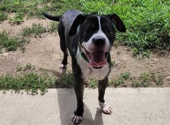 THOR -  Boxer and Labrador Retriever Dog for Adoption in Springfield, Massachusetts - THOR | PetCurious