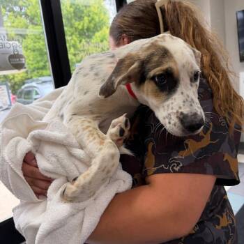 Tess -  Mixed Breed Dog for Adoption in Walker, Michigan - Tess | PetCurious