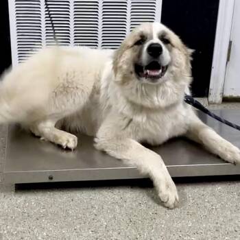 Great Pyrenees Dogs Available for Adoption in Wadena, Minnesota - Sammie | PetCurious