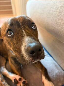 Catalina -  Mixed Breed Dog for Adoption in Chamblee, Georgia - Catalina | PetCurious