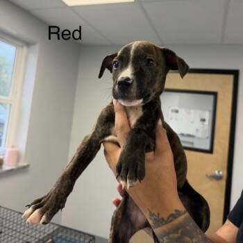 Chesney -  Pit Bull Terrier Dog for Adoption in Watertown, New York - Chesney | PetCurious