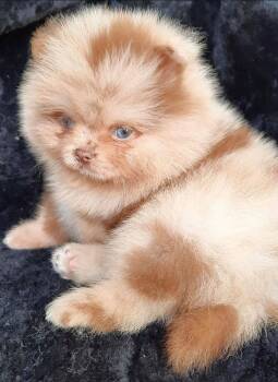 Nutmeg -  Pomeranian Dog for Adoption in Farmington, Connecticut - Nutmeg | PetCurious