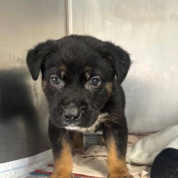 Mojo Jojo -  Labrador Retriever Dog for Adoption in San Antonio, Texas - Mojo Jojo | PetCurious