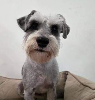 Miniature Schnauzer Dogs Available for Adoption in Manvel, Texas - Murphy | PetCurious