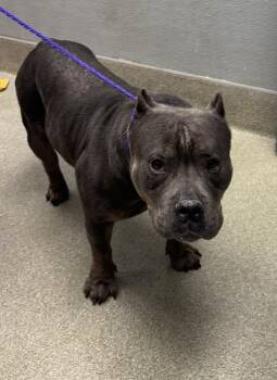 Rescue American Bulldog Dogs for Adoption in Las Vegas, Nevada - GUS GUS | PetCurious