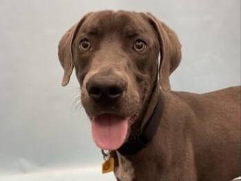 Turkey Sandwich -  Weimaraner and Mixed Breed Dog for Adoption in Golden Valley, Minnesota - Turkey Sandwich | PetCurious