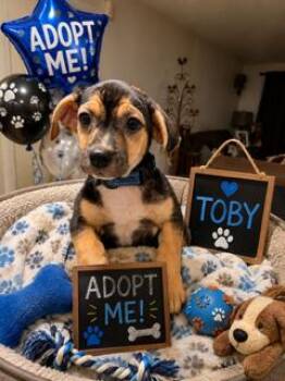 Toby -  Beagle Dog for Adoption in San Tan Valley, Arizona - Toby | PetCurious