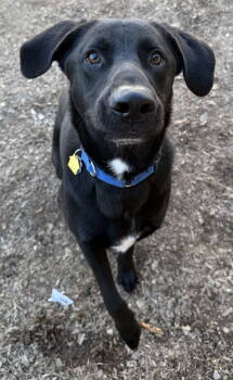Rescue Black Labrador Retriever Dogs for Adoption in Corning, Arkansas - Tyson | PetCurious