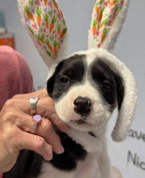 Anatolian Shepherd and Boxer Dogs Available for Adoption - Harper | PetCurious