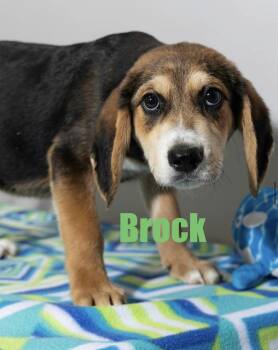 Brock -  Hound Dog for Adoption in Irwin, Pennsylvania - Brock | PetCurious