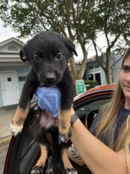 Cosmic Stardust -  Australian Shepherd Dog for Adoption in Mobile, Alabama - Cosmic Stardust | PetCurious