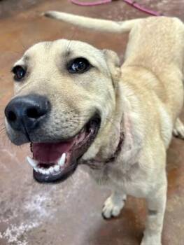 Rescue Mixed Breed Dogs for Adoption in Tunica, Mississippi - Lucas | PetCurious