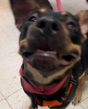 Daisy -  American Bulldog and Jack Russell Terrier Dog for Adoption in New Cumberland, West Virginia - Daisy | PetCurious