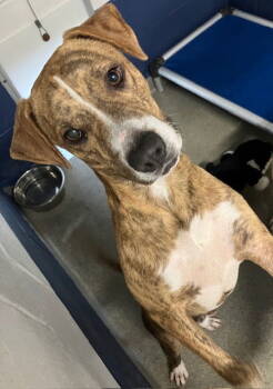 Rescue Mixed Breed Dogs for Adoption in Sterling, Massachusetts - ( Avail 11/20) Newt - 5 Months | PetCurious