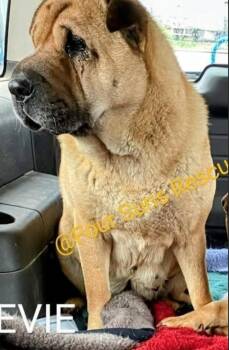 Rescue Shar Pei Dogs for Adoption in Cameron, North Carolina - EVIE | PetCurious