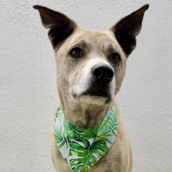 DOLCE -  Thai Ridgeback and Black Mouth Cur Dog for Adoption in San Diego, California - DOLCE | PetCurious