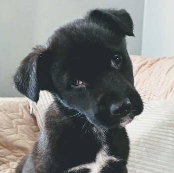 Nate -  Labrador Retriever Dog for Adoption in Kansas City, Kansas - Nate | PetCurious