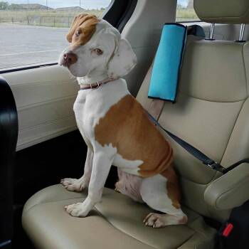 Beagle Dogs Available for Adoption - Mitch | PetCurious