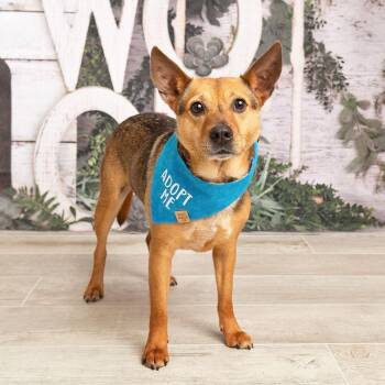 BRODY -  Cattle Dog Dog for Adoption in Kaufman, Texas - BRODY | PetCurious