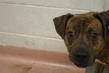 SIMBA -  Mixed Breed Dog for Adoption in Columbia, South Carolina - SIMBA | PetCurious