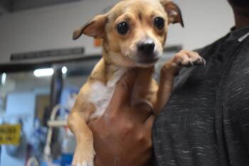 Honey (L624 D7) -  Chihuahua Dog for Adoption in Pahrump, Nevada - Honey (L624 D7) | PetCurious