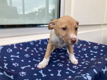 Labrador Retriever and Siberian Husky Dogs Available for Adoption - VENICE | PetCurious