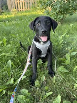 Beauty -  Mixed Breed Dog for Adoption in Kenosha, Wisconsin - Beauty | PetCurious