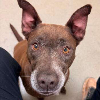 Chocolate Labrador Retriever and Pit Bull Terrier Dogs Available for Adoption in Roanoke, Virginia - Poppy | PetCurious