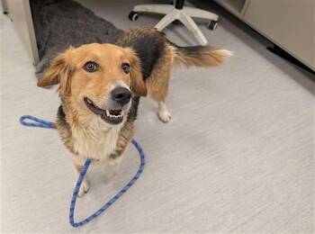 BROOKLYN -  Australian Shepherd and Mixed Breed Dog for Adoption in Colorado Springs, Colorado - BROOKLYN | PetCurious