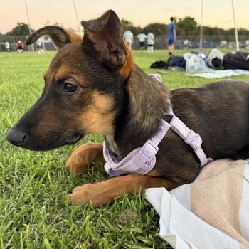 August -  Shepherd and Mixed Breed Dog for Adoption in San Diego, California - August | PetCurious